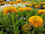 Rudbeckia hirta 'Fireball' Karvane päevakübar