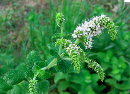 Mentha suaveolens