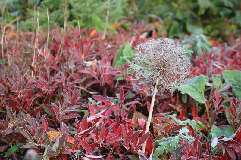 Allium cristophii (albopilosum) Лук Христофа