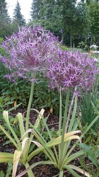 Allium cristophii (albopilosum) Tähtilaukka