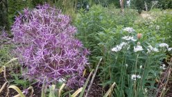 Allium cristophii (albopilosum) Лук Христофа