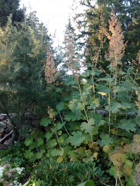 Macleaya cordata Huisku-unikko