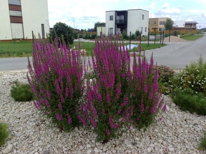 Lythrum salicaria ´Zigeunerblut´ Дербенник иволистный