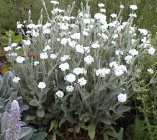 Lychnis coronaria 'Alba' Горицвет кожистый
