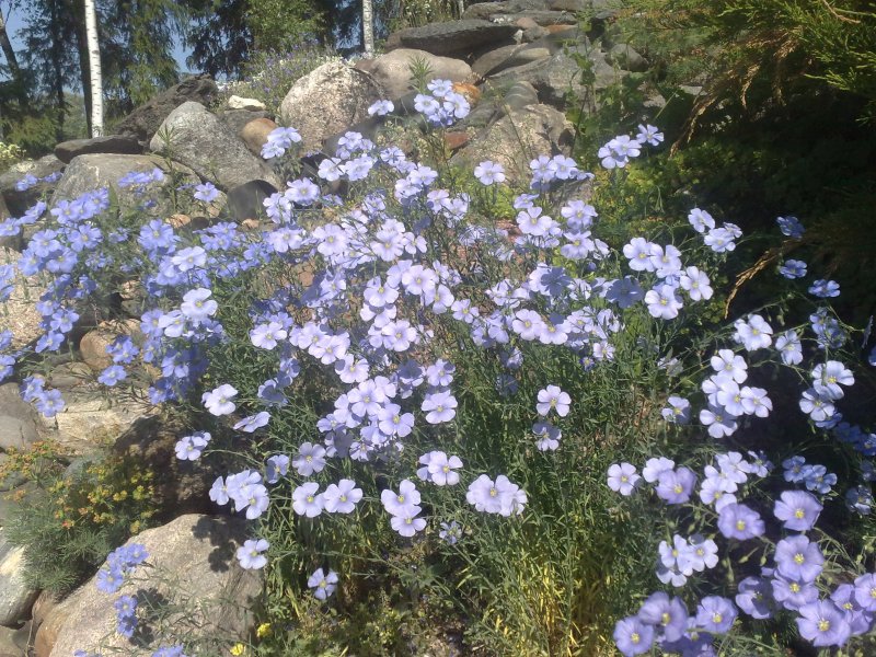 Linum perenne subsp. montanum Sinipellava