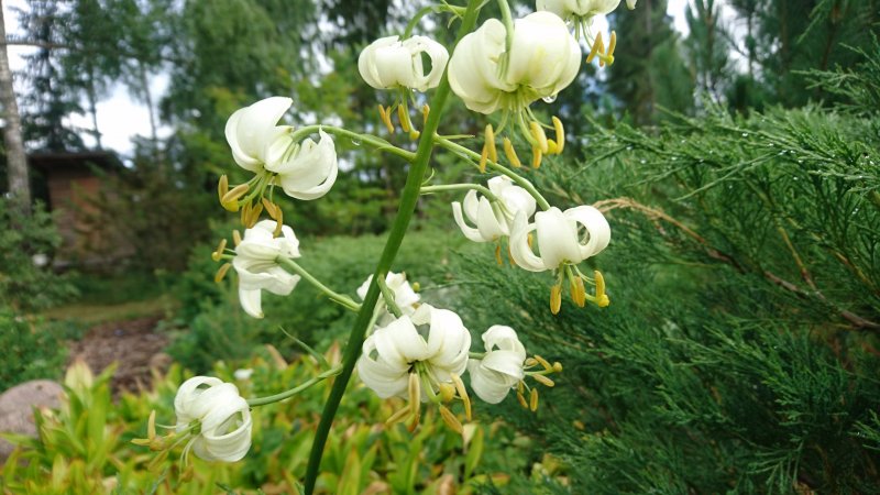 Lilium martagon var album Varjolilja