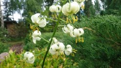 Lilium martagon var album Лилия кудреватая