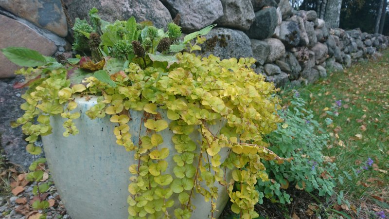 Lysimachia nummullaria  'Aurea'  Вербейник монетчатый