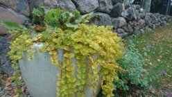 Lysimachia nummullaria 'Aurea' Roomav metsvits