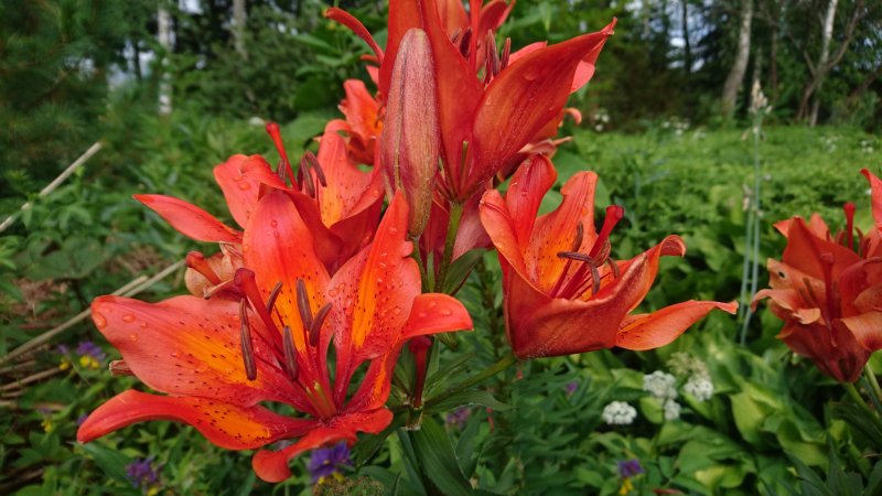 Lilium bulbiferum var. croceum Ruskolilja