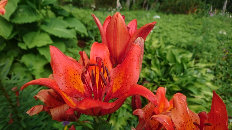 Lilium bulbiferum var. croceum Ruskolilja