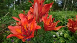 Lilium bulbiferum var. croceum