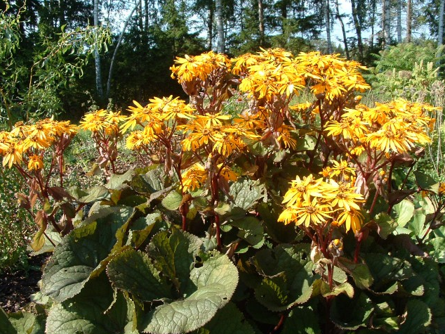 Ligularia dentata ´Othello´ Kallionauhus