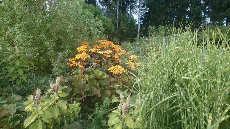 Ligularia dentata ´Othello´ Hambuline kobarpea