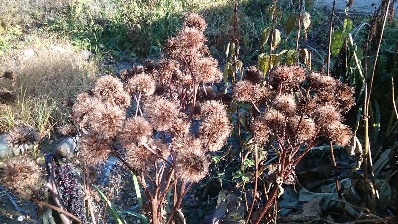 Ligularia dentata ´Othello´ Kallionauhus