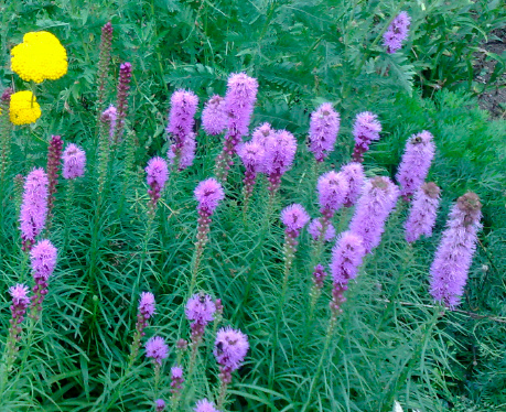 Liatris spicata 'Purple Rose'