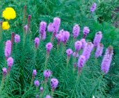 Liatris spicata 'Purple Rose' Tähkjas liatris