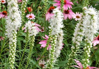 Liatris spicata 'Alba' Лиатрис