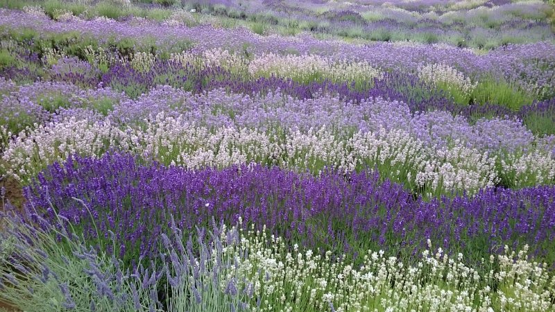 Lavandula angustifolia