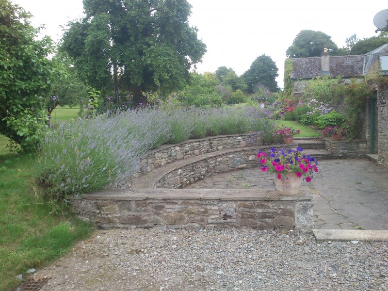 Lavandula angustifolia Лаванда узколистная