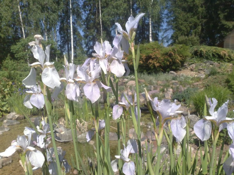 Iris sibirica Siperiankurjenmiekka valkoinen