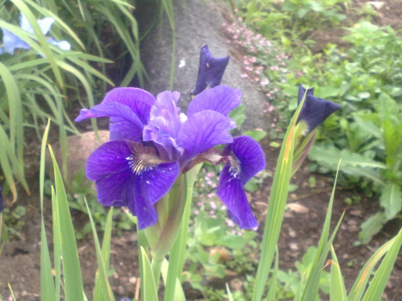 Iris sibirica 'Ruffled Velvet'