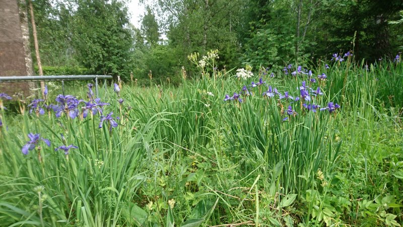 Iris sibirica Siperiankurjenmiekka