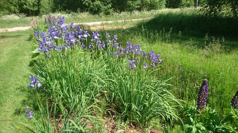 Iris sibirica Siperiankurjenmiekka