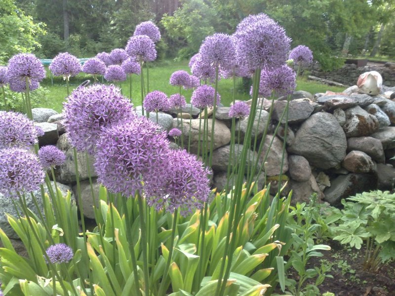 Allium 'Gladiator' lauk