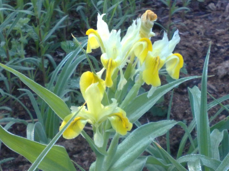 Iris (Juno) bucharica  Buhhaara iiris e juuno