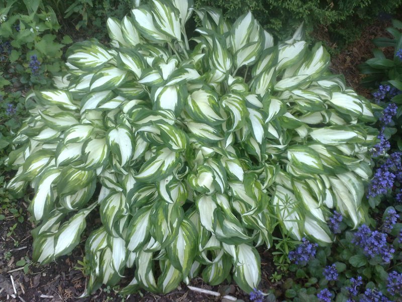 Hosta undulata var univittata