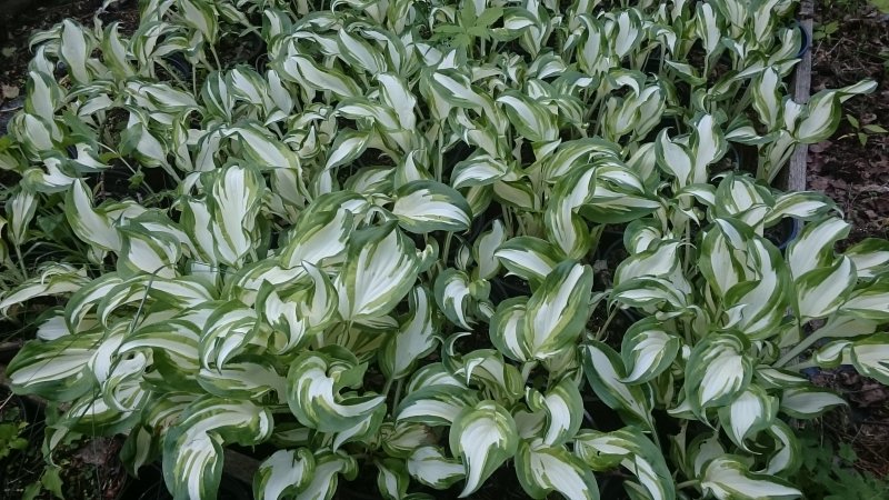 Hosta undulata var univittata Lainjas hosta