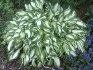 Hosta undulata var univittata Lainjas hosta