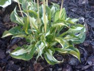 Hosta 'Whirlwind' Kuunlilja