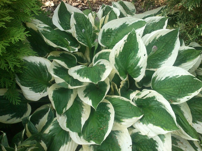 Hosta 'Patriot' Komeakuunlilja