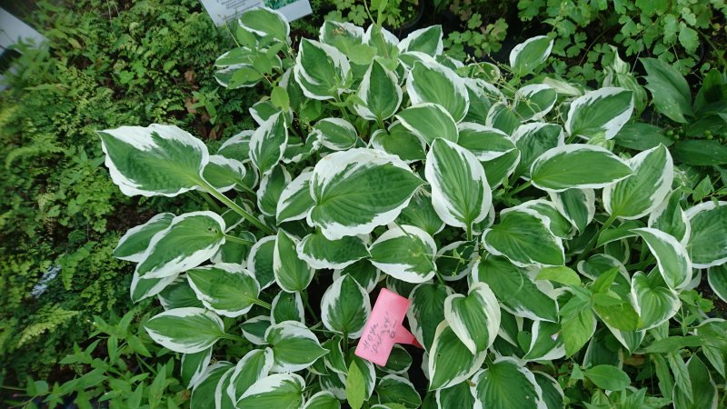 Hosta 'Patriot' Komeakuunlilja