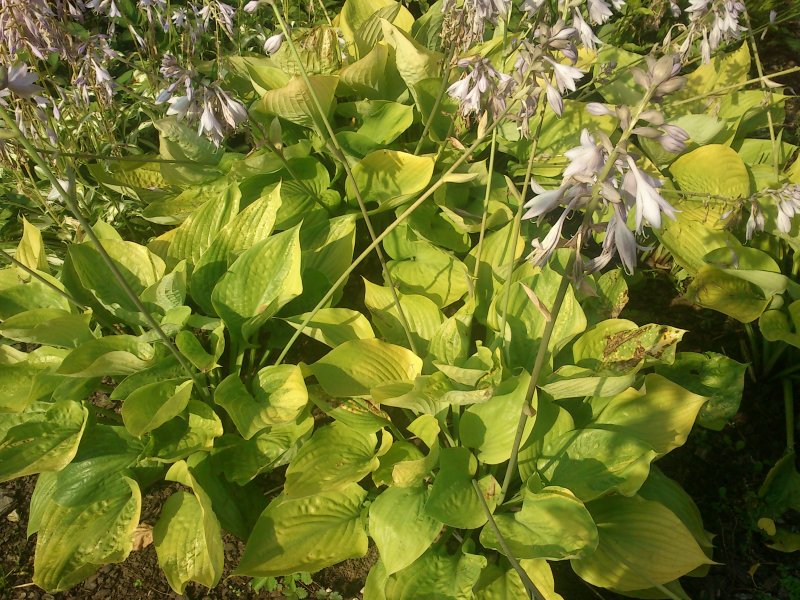 Hosta 'Sum and Substans' Jalokuunlilja