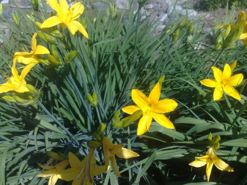 Hemerocallis x hybrida 'Maikönigin' Tarhapäivänlilja  