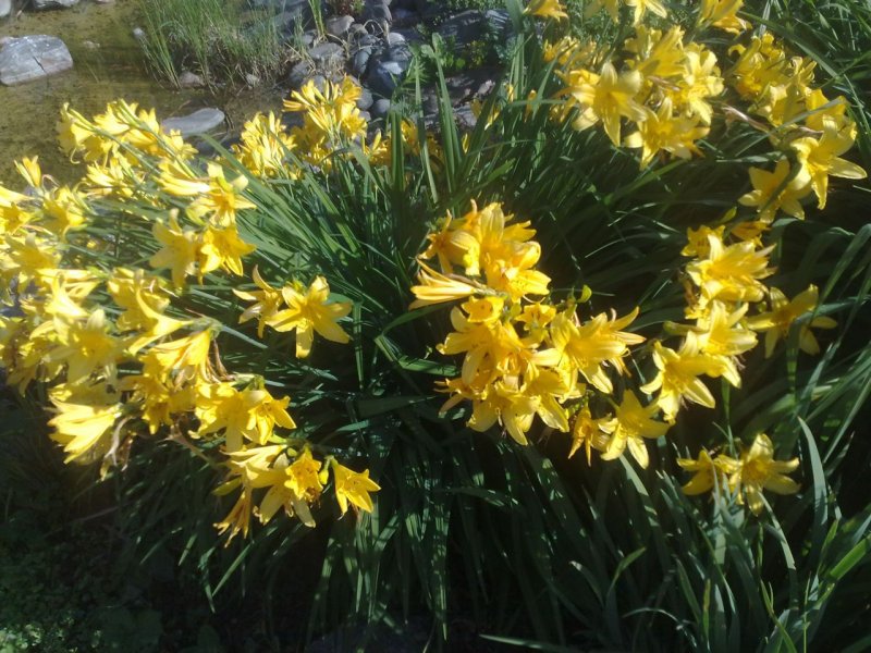 Hemerocallis x hybrida 'Maikönigin' Лилейник 