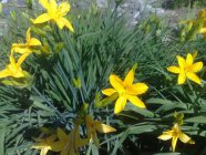 Hemerocallis x hybrida 'Maikönigin' aed-päevaliilia