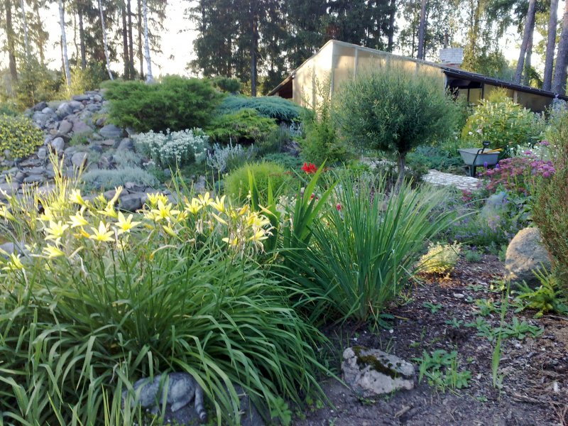 Hemerocallis citrina Syyspäivänlilja