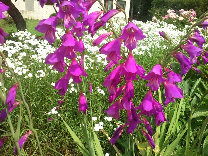 Gladiolus imbricatus Глади́олус черепи́тчатый