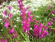 Gladiolus imbricatus Idänmiekkalilja