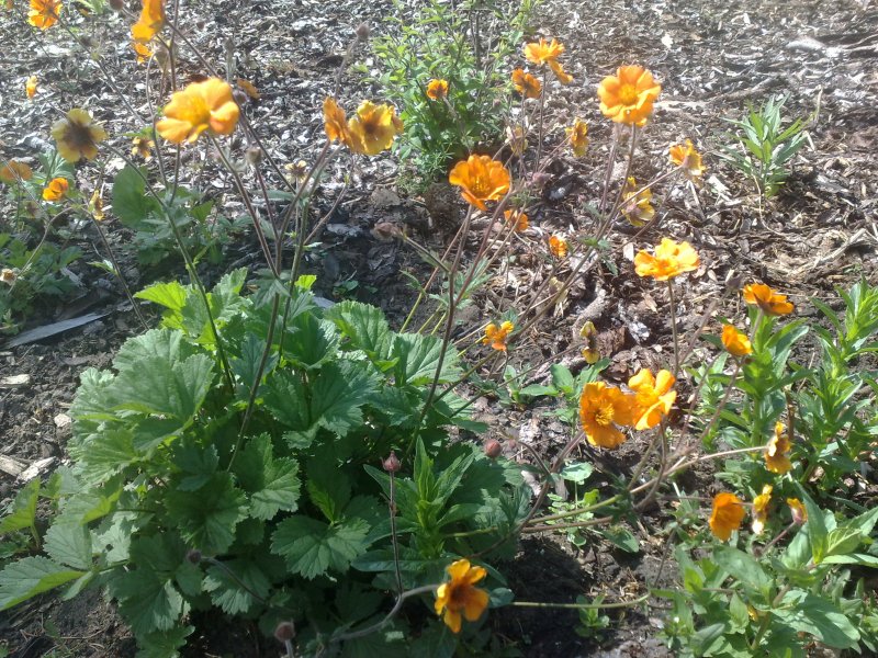 Geum borissii Tulikellukka