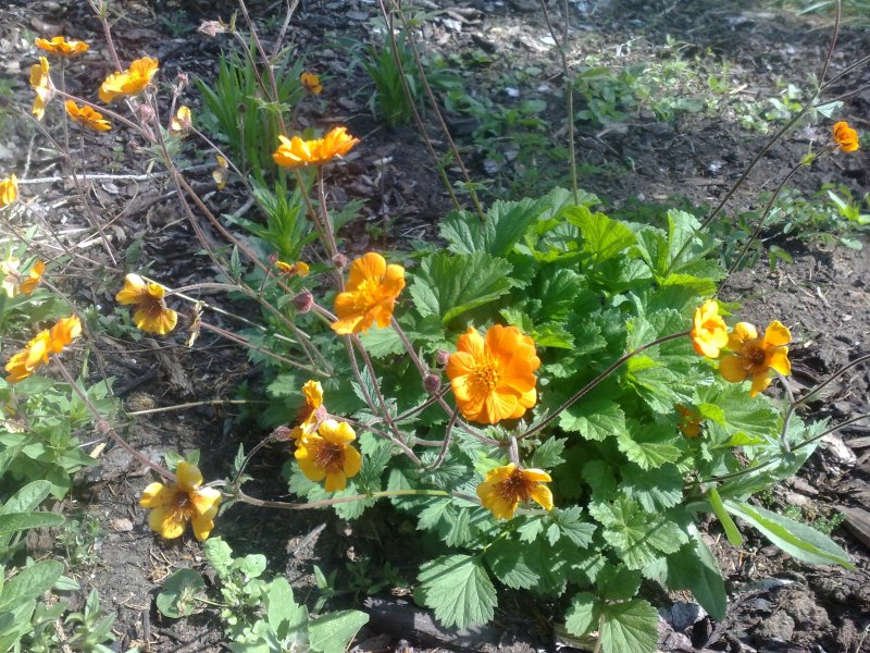 Geum borissii  Гравилат ярко-красный