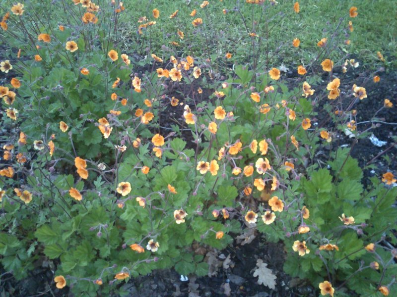 Geum borissii  Гравилат ярко-красный