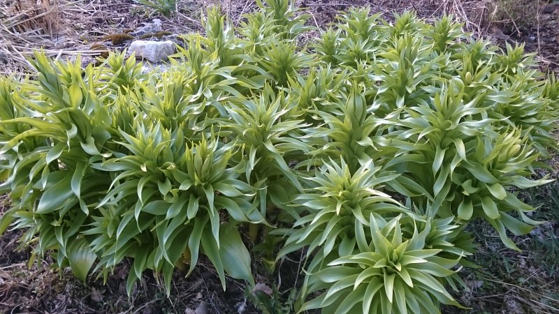 Fritillaria imperialis 'Lutea'  Harilik püvilill