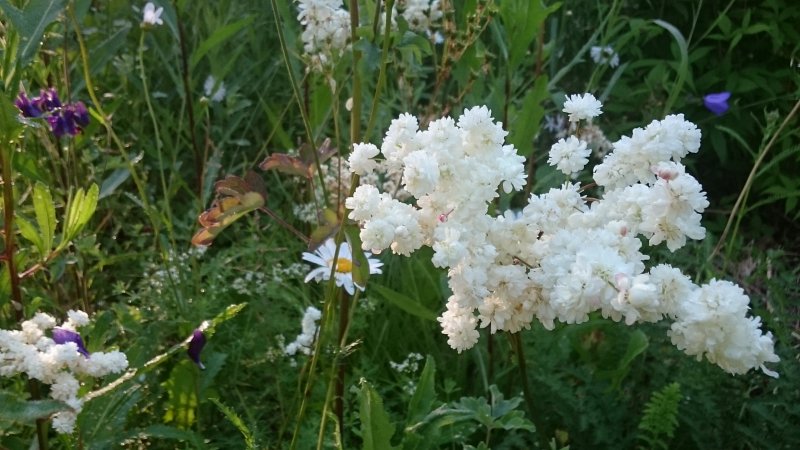 Filipendula vulgaris 'Plena' Таволга обыкновенная