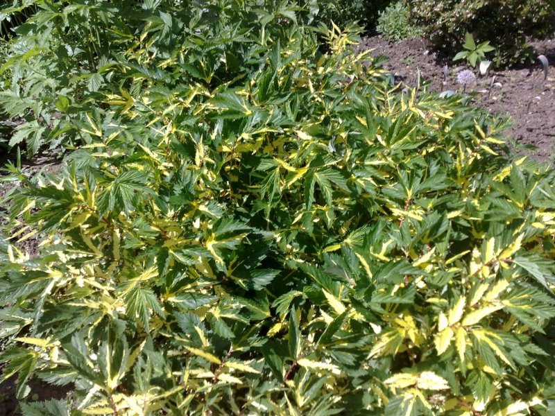 Filipendula ulmaria `Variegata' Niittymesiangervo