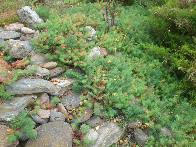 Euphorbia cyparissias Tarhatyräkki